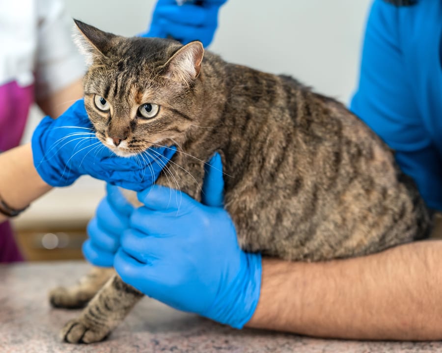Veterinary Dermatology In Springfield Cat And Dog Dermatology